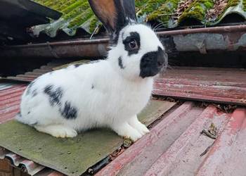 Króliki różnej wielkości