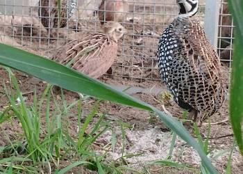 Przepióry perliste Montezuma Przepióry perliste Montezuma