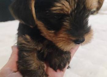 York terrier suczka