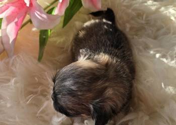 Chihuahua Sobolowy Mini  Xxs ***