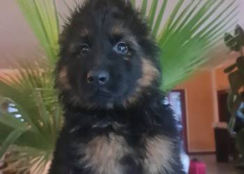 Owczarek Niemiecki Szczeniaki