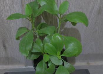 Żyworódka Pierzasta Kalanchoe Pinnata 4 szt