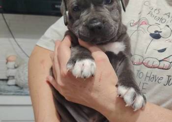 Piękne amstaffy