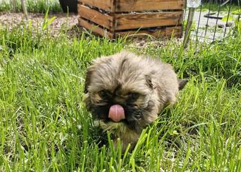 Shih tzu  sprzedam