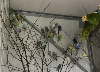 Papugi faliste młode i pary lęgowe zwykłe i tęczowe
