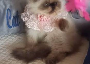 Dziewczynka himalajska, rodowód fpl