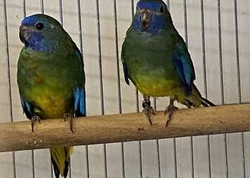 łąkówki wspaniałe