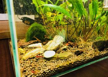 Akwarium Aquael , krewetkarium kostka