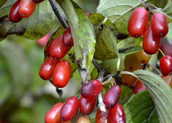 DEREŃ JAPOŃSKI Cornus officinalis - NASIONA 130 sztuk -10g.