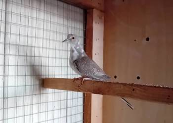 Gołąbek diamentowy szek - samczyk 2025