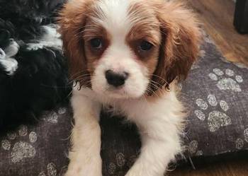 Cavalier king chals spaniel