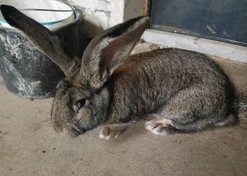 Samiec Rasy Belg Olbrzym