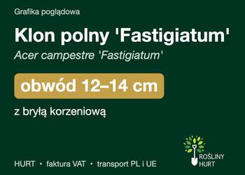 Klon polny 'Fastigiatum' obwód 12-14 cm, z bryłą – HURT