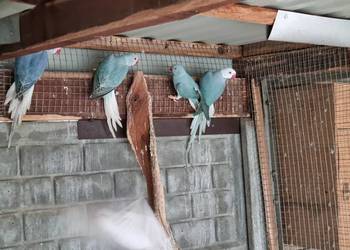 Aleksandretty rudosterki barwinki