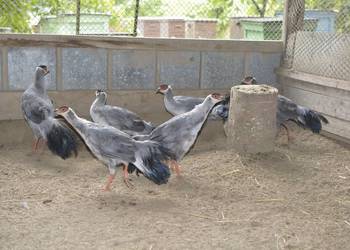 Bażanty uszaki siwe (mutacja)