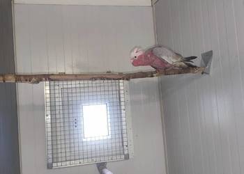 Kadadu Różowe samica 2025