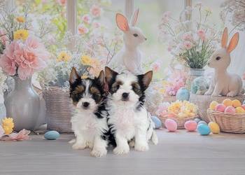 Yorkshire Terrier Biewer, piesek York