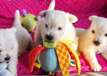 Piesek Suczka po Championach West Highland white Terrier ZKwP FCI