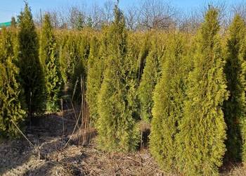 Tuja Szmaragd/ Thuja occidentalis 'Smaragd' 140-160cm Balot