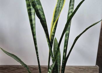 sansevieria, wężownica