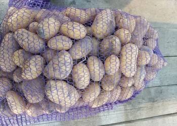 Na sprzedaż marchew