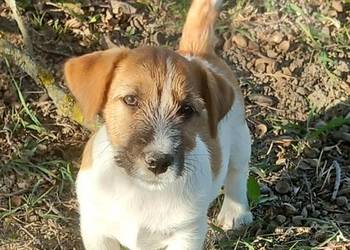 Jack Russell Terrier FCI