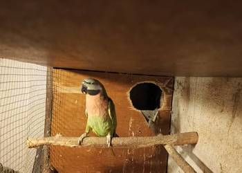 Aleksandretta różana