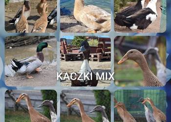 Jaja lęgowe kaczek mix