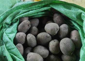 Ziemniaki sadzeniaki irga