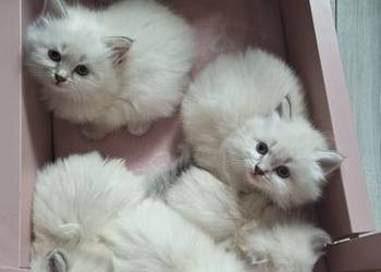 Kociaki Syberyjskie Neva Masquerade kot kotka kocurek