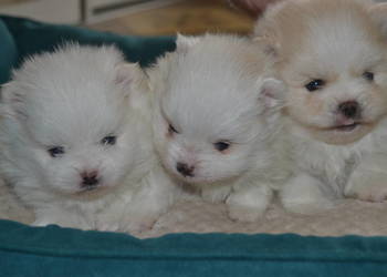 SZPIC MINIATUROWY POMERANIAN PIĘKNE PUCHATE SZCZENIĘTA