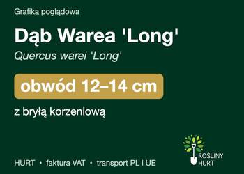 Dąb Warea 'Long' (Quercus warei) obwód 12-14 cm, z bryłą – HURT