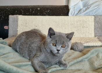 Kotek brytyjski niebieski i ragdoll