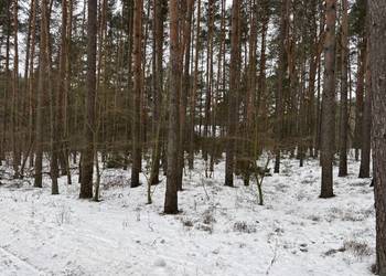 Wyjątkowa działka 8900 m² z własnym lasem nad Bugiem