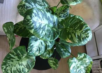 Homalomena camuflage Duża