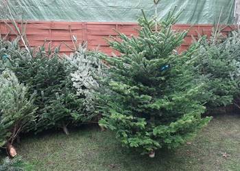 Choinki żywe z dostawą pod dom jodła cięte i w donicy