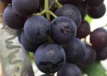 Beznasienny winogron KISZMISZ MOROZKO. Winorośli 1,8m