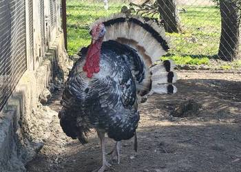 Indyk Indor - odbiór w Przemyślu