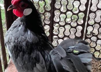 Kogucik rasy bamtamka