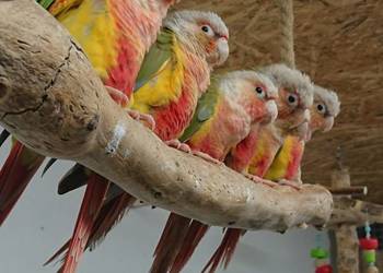 Rudosterki zielonolice Pineapple