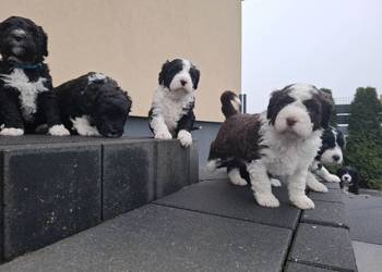 Portugalski pies dowodny szczenięta pieski suczki