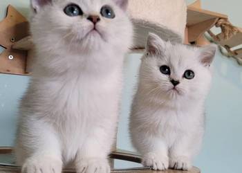 Kocięta srebrne i srebrne pointy. Maliwia