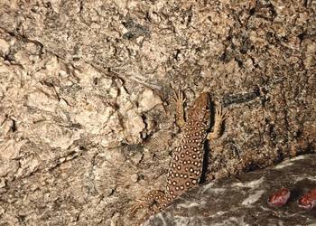 Jaszczurka Perłowa (Timon lepidus) – Piękna i inteligentna