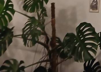 Bardzo duża Monstera Delicios