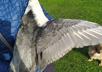 Kaczory - dworka / piżmowy / staropolski / biegus