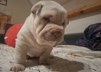 Shar pei