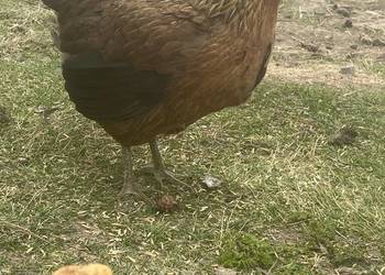 Kwoka zielononóżka z pisklakiem