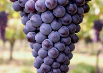 WINOROŚL LEON MILLOT Vitis - sadzonki w doniczkach