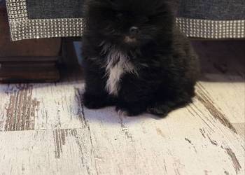 Szpic pomeranian boy