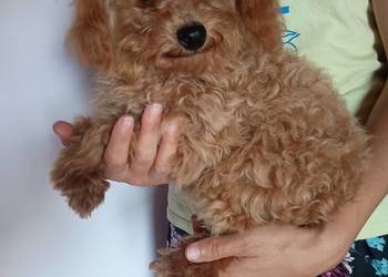 Maltipoo f1b XS Piesek